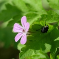 Käfer neben Blüte