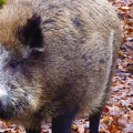 wildschwein