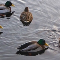 enten 2