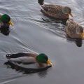 enten