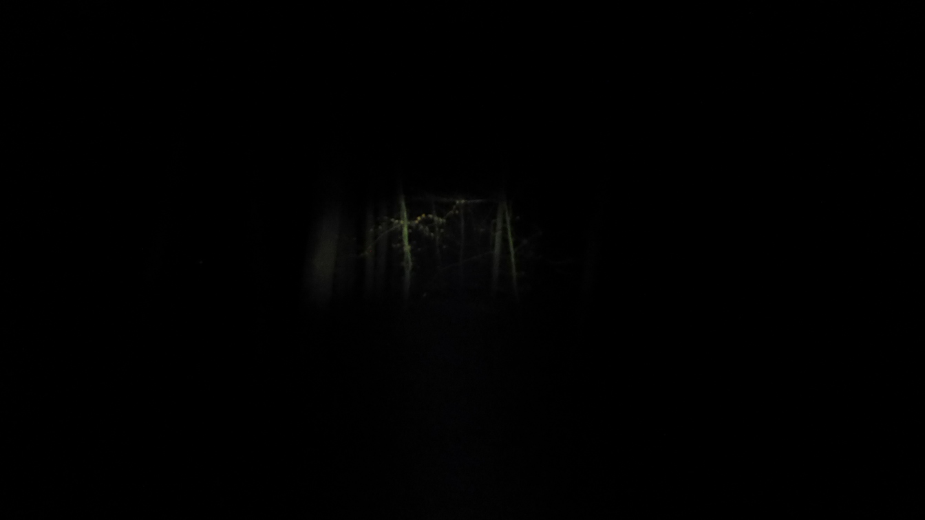 dark forest 2