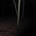 dark forest 1