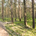 wald-12