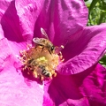 Blüte mit Bienen