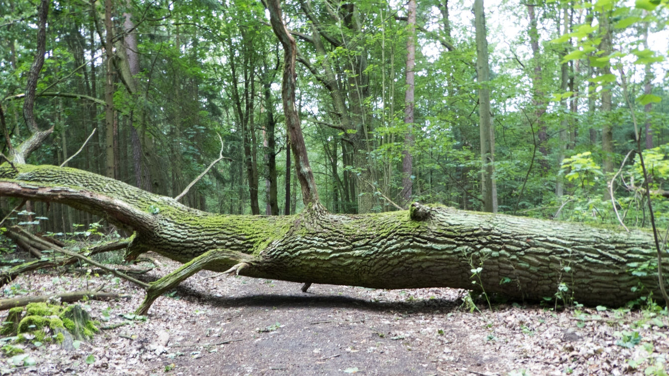 Baum auf Waldweg