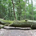 Baum auf Waldweg