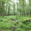 Sumpfiger Waldboden