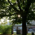 Erleuchteter Baum im Wröhmännerpark