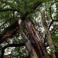 Kaputter Baum im Park