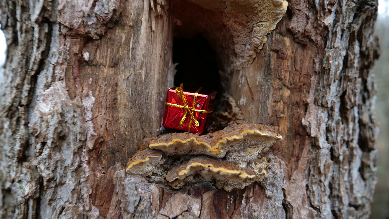 Geschenk im Baum
