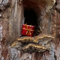 Geschenk im Baum