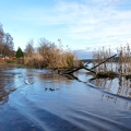 Überflutetes Havelufer