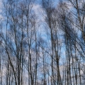 Birken und Wolken