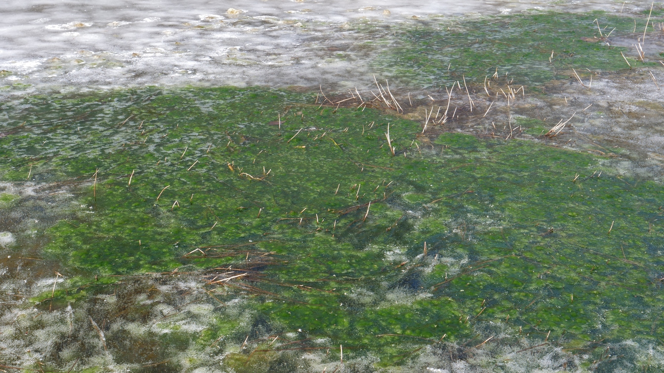 Algen im Eis