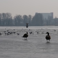 Vögel auf der Havel