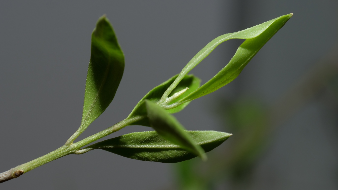 olive-3.jpg