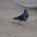 Taube