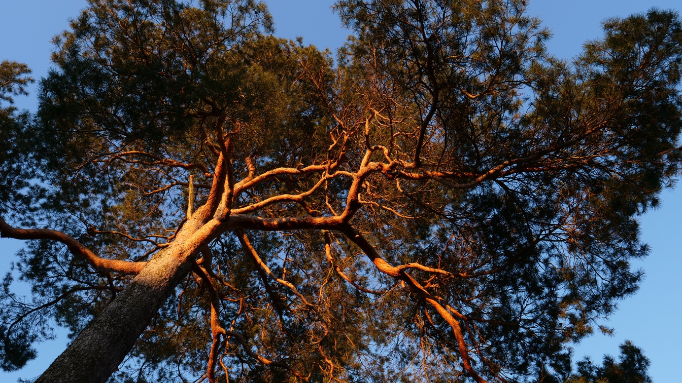 Baum in Abendsonne