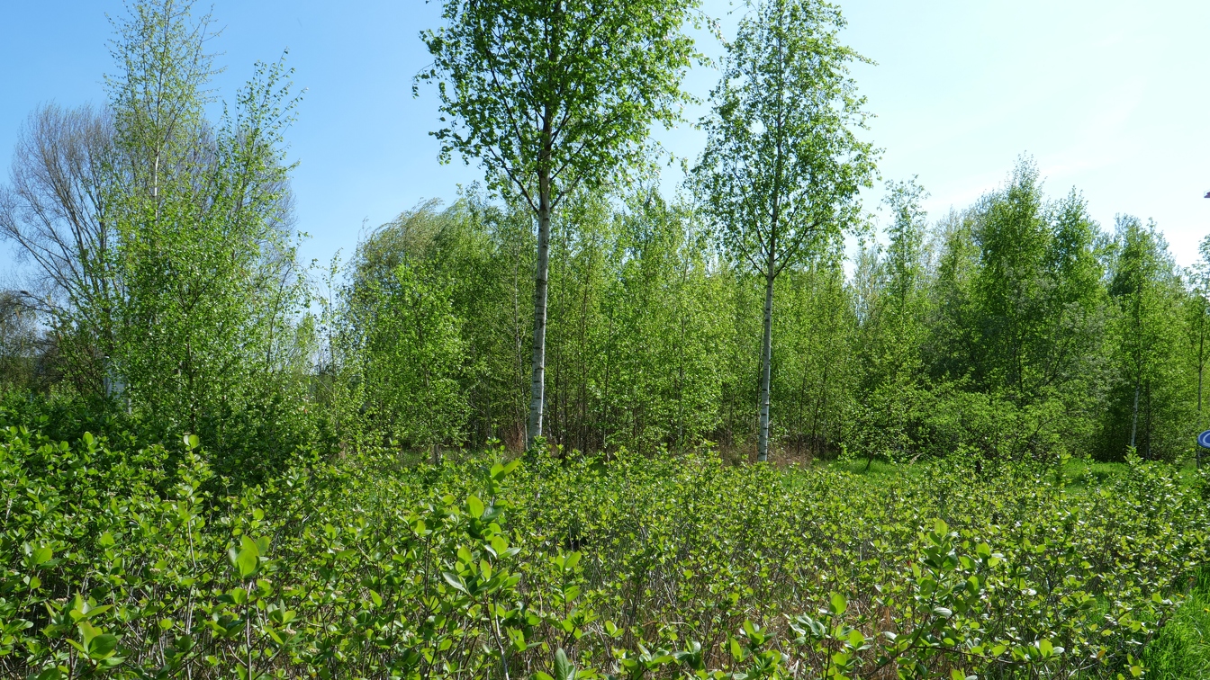 Der Maselakepark
