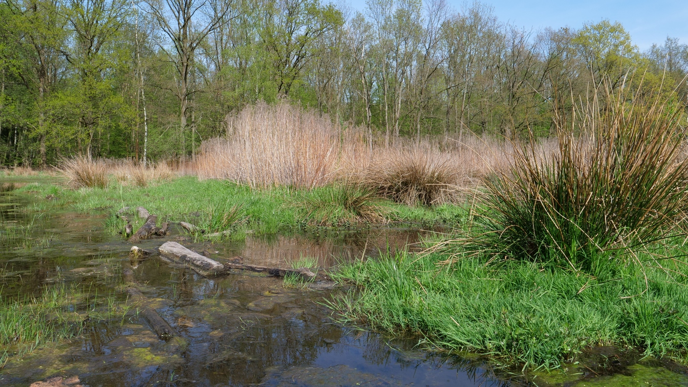 Sumpf am Kreuzgraben