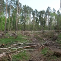 Zerstörter Wald