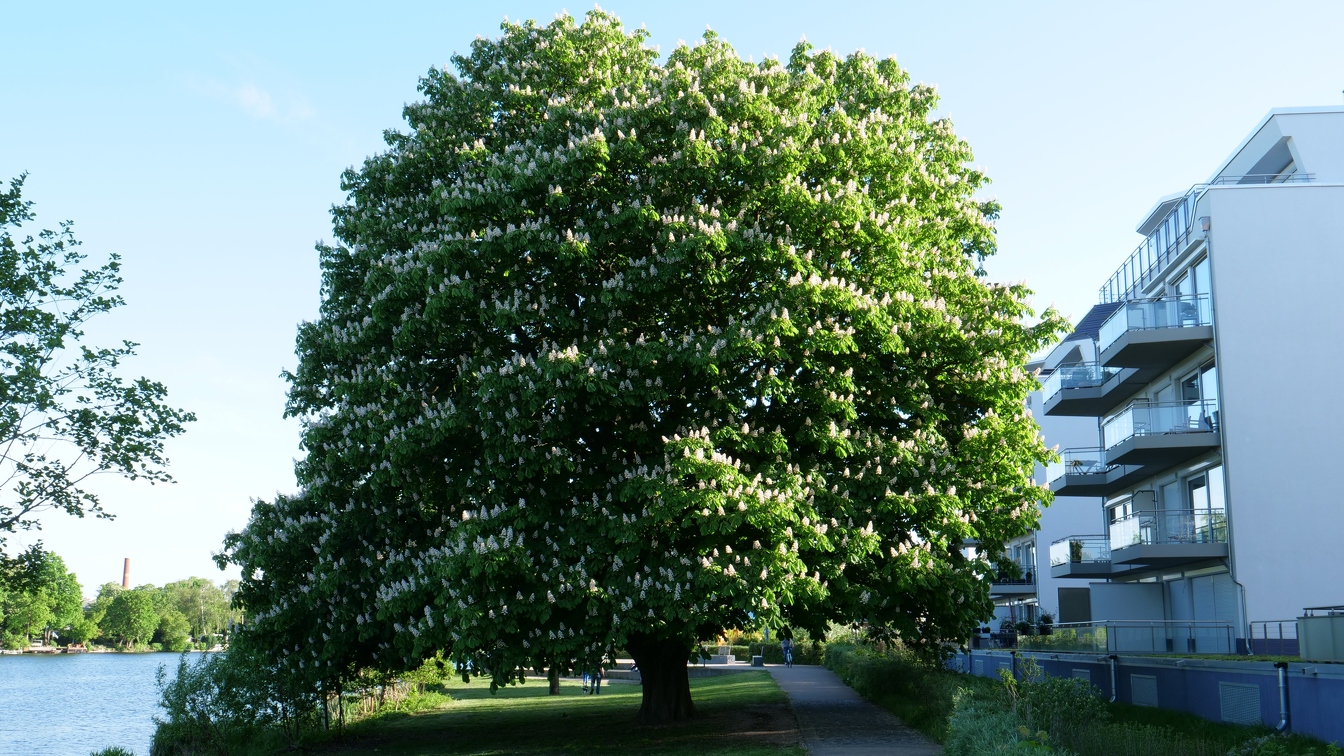 Baum an Havel