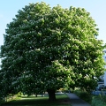Baum an Havel