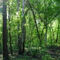 Der Wald