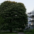Baum an Havel