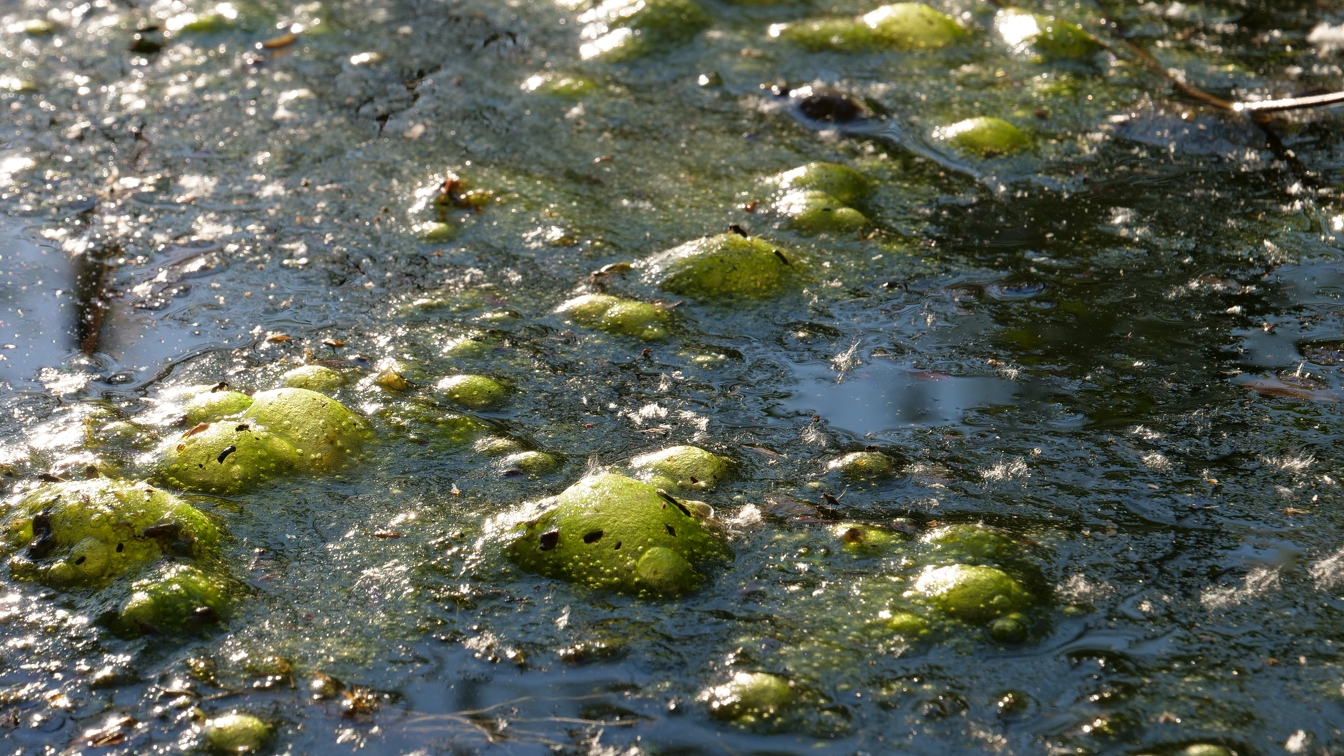 Algen im Teufelsbruch