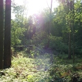 Im Wald