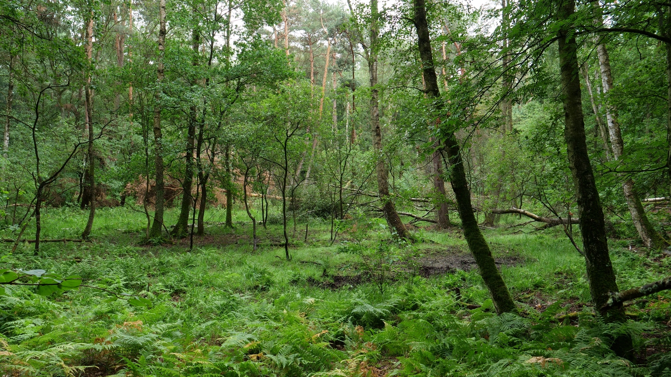 Sumpf im Wald
