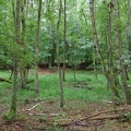 Sumpfloch im Wald