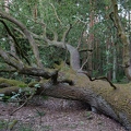 Baum am Waldrand