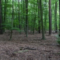 Im Wald
