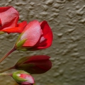 Blüte