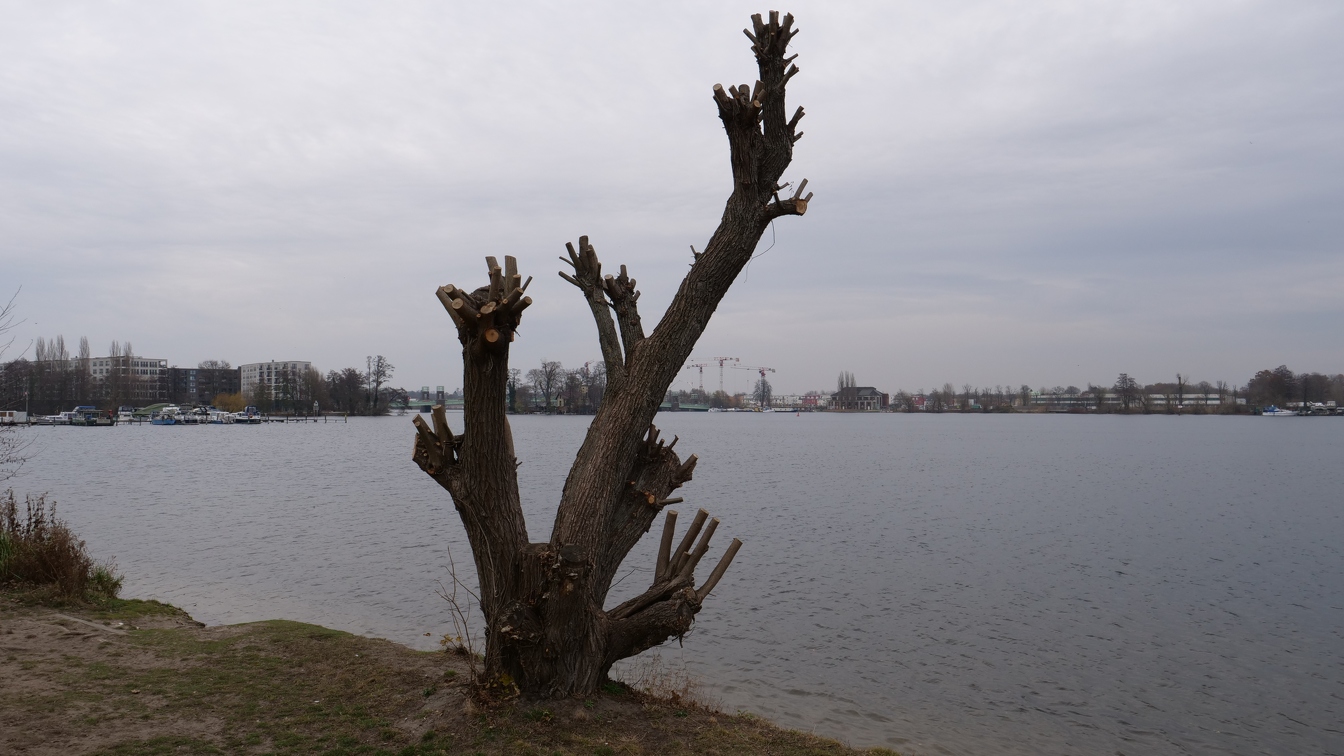 Baum an der Havel