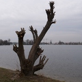 Baum an der Havel
