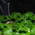 Salat