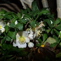 Christrose