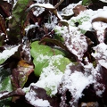 Etwas Schnee