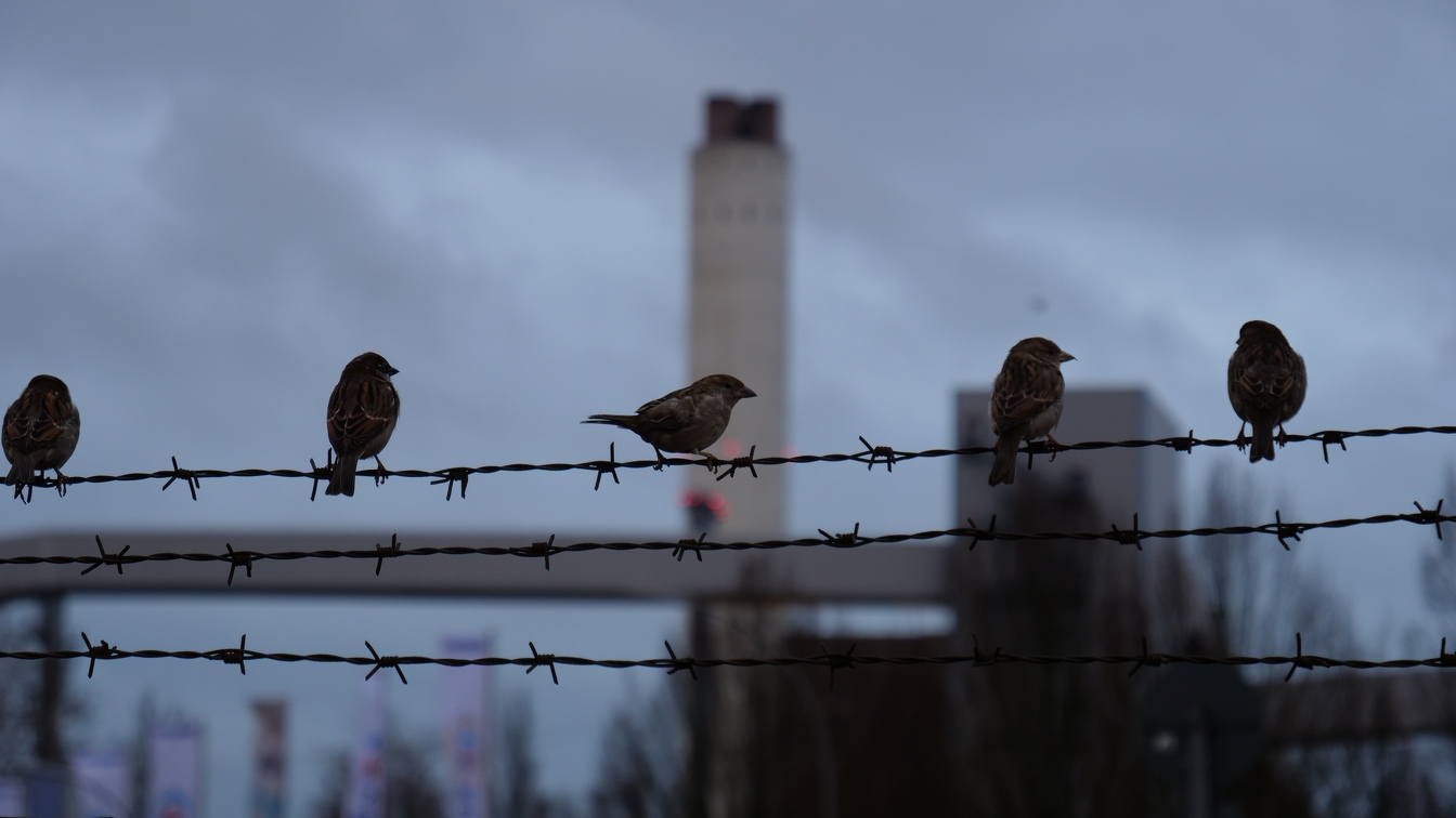 Vögel auf Zaun