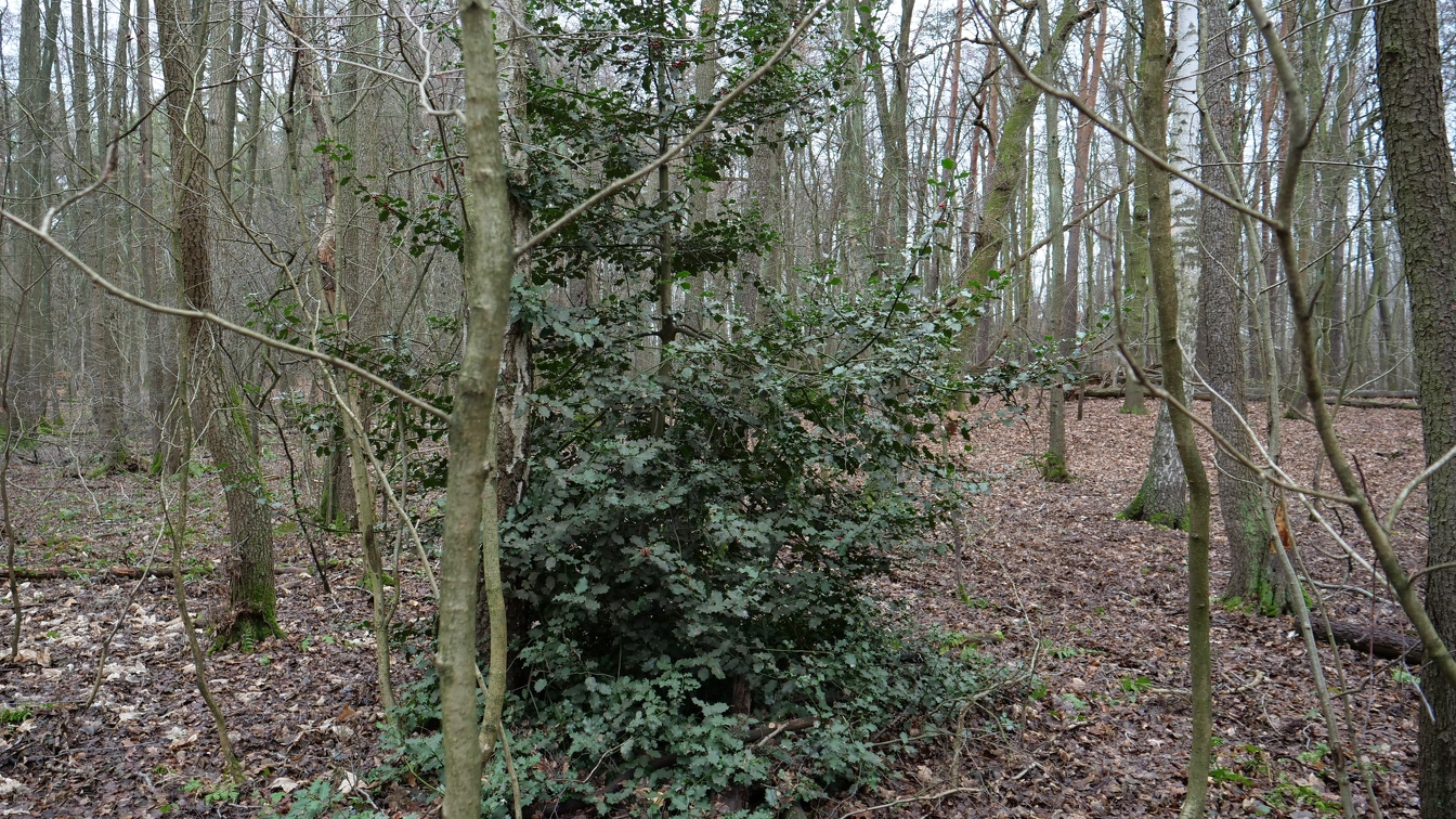 Ilex aquifolium im Wald