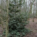 Ilex aquifolium im Wald