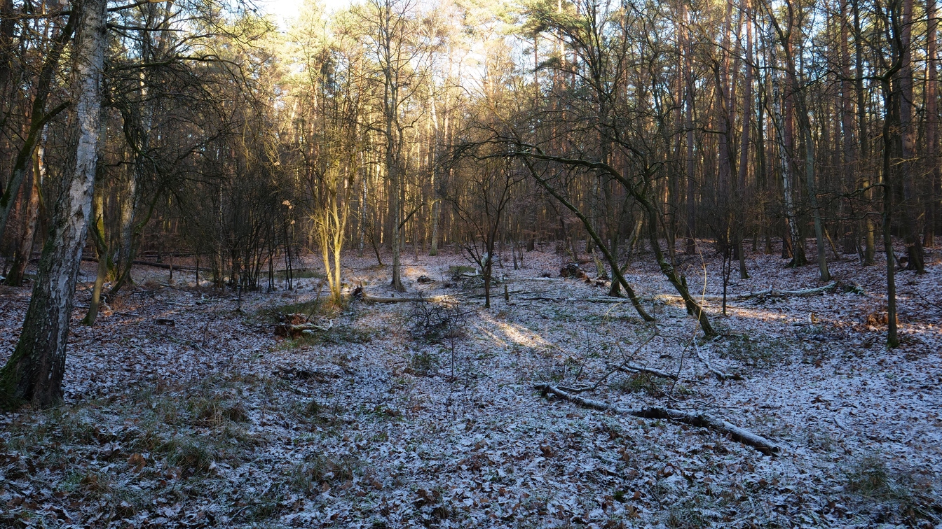 Lichtung im Wald im Winter