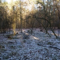 Lichtung im Wald im Winter