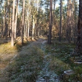Waldweg im Winter