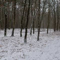 Waldweg mit Schnee