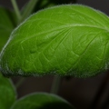 Blatt