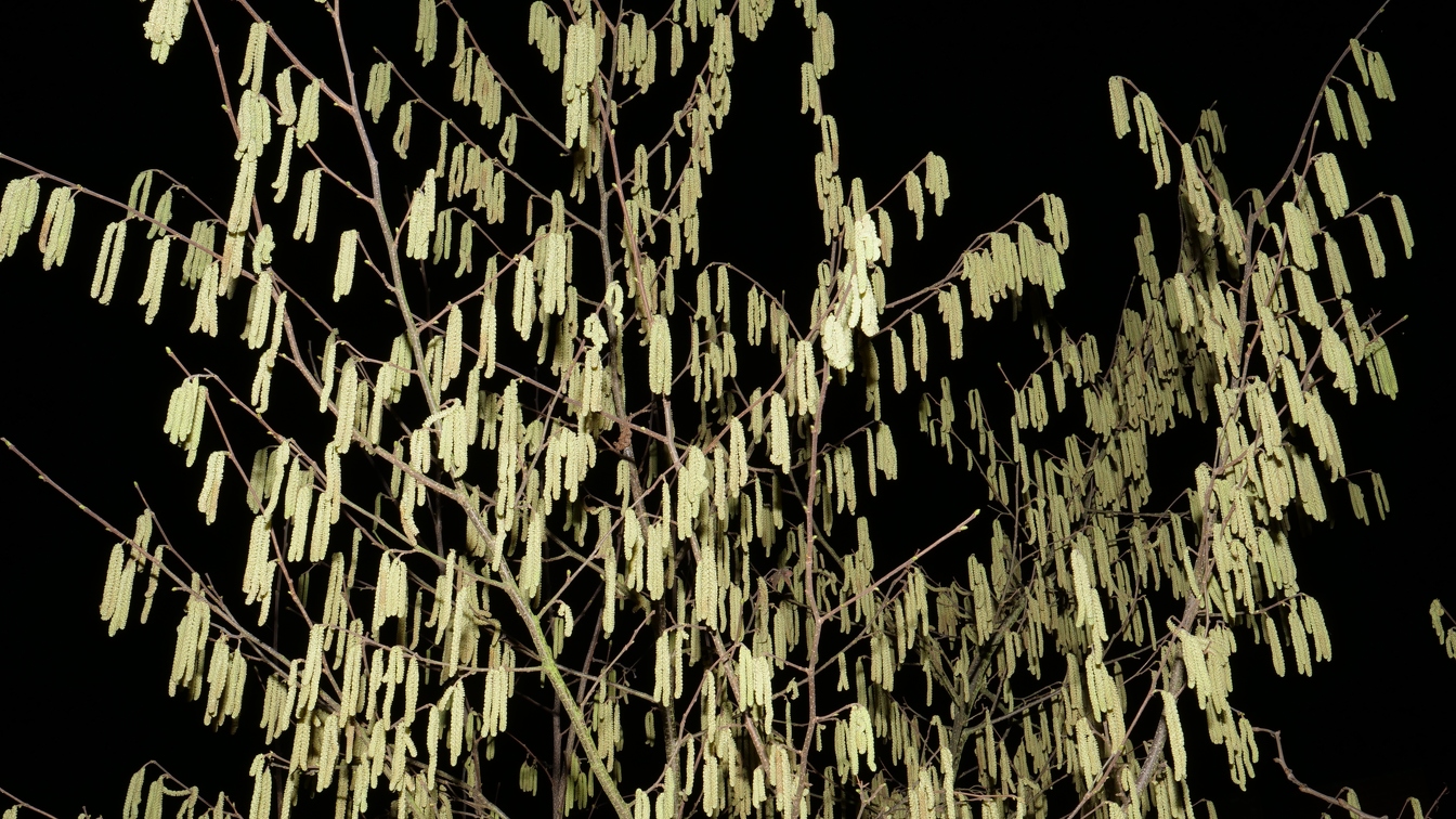 Blüten